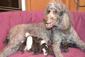 StandardPoodlePuppies